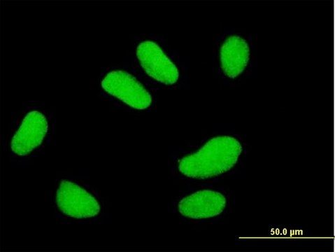 Monoclonal Anti-UBE2E2 antibody produced in mouse clone 4B4, purified immunoglobulin, buffered aqueous solution