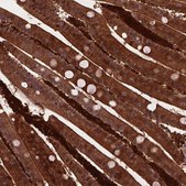Anti-PLIN3 antibody produced in rabbit Prestige Antibodies&#174; Powered by Atlas Antibodies, affinity isolated antibody, buffered aqueous glycerol solution