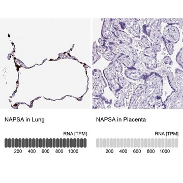 Anti-NAPSA antibody produced in rabbit Prestige Antibodies&#174; Powered by Atlas Antibodies, affinity isolated antibody, buffered aqueous glycerol solution