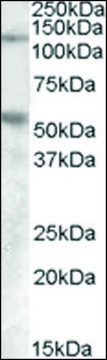 Anti-PALLD antibody produced in goat affinity isolated antibody, buffered aqueous solution