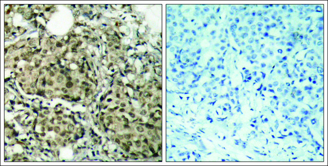 Anti-G3BP1 (Ab-232) antibody produced in rabbit affinity isolated antibody