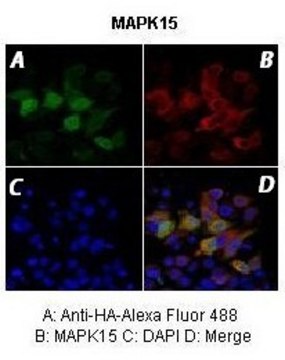 Anti-MAPK15 antibody produced in rabbit affinity isolated antibody