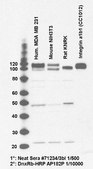 Anti-Integrin beta1 Antibody, Cytosolic serum, Chemicon&#174;
