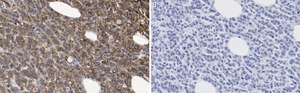 Anti-phosphotyrosine Antibody, clone 4G10 ZooMAb&#174; Mouse Monoclonal recombinant, expressed in HEK 293 cells