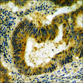 Anti-phospho-ATP1 &#945;1/Na+K+ ATPase1 (pSer23) antibody produced in rabbit affinity isolated antibody