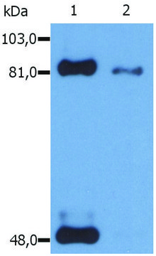 Monoclonal Anti-STAT1 (PhosphoSer727) antibody produced in mouse clone PSM1