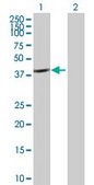 Anti-CAB39 antibody produced in mouse purified immunoglobulin, buffered aqueous solution