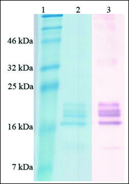 BAFF active human Animal-component free, recombinant, expressed in Nicotiana, &gt;97% (SDS-PAGE)