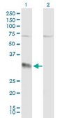 Anti-EFNA3 antibody produced in mouse purified immunoglobulin, buffered aqueous solution