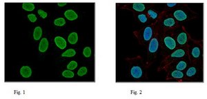 Anti-Histone H3 Antibody 0.5&#160;mg/mL, Upstate&#174;
