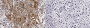 Anti-TrkA Antibody, clone 2J4 ZooMAb&#174; Rabbit Monoclonal recombinant, expressed in HEK 293 cells