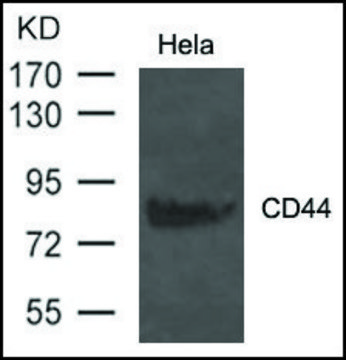 Anti-CD44 antibody produced in rabbit affinity isolated antibody