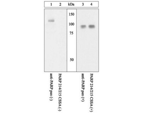 Anti-PARP (214/215) cleavage site Antibody Chemicon&#174;, from rabbit