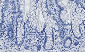 Anti-UNC93B1 Antibody, clone 2C13 ZooMAb&#174; Rabbit Monoclonal recombinant, expressed in HEK 293 cells
