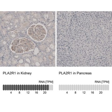 Anti-PLA2R1 antibody produced in rabbit Prestige Antibodies&#174; Powered by Atlas Antibodies, affinity isolated antibody, buffered aqueous glycerol solution