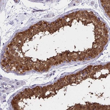 Anti-ADAMTSL1 antibody produced in rabbit Prestige Antibodies&#174; Powered by Atlas Antibodies, affinity isolated antibody, buffered aqueous glycerol solution