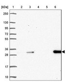 Anti-DCK antibody produced in rabbit Prestige Antibodies&#174; Powered by Atlas Antibodies, affinity isolated antibody, buffered aqueous glycerol solution