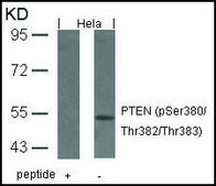 Anti-phospho-PTEN (pSer380/pThr382/pThr383) antibody produced in rabbit affinity isolated antibody