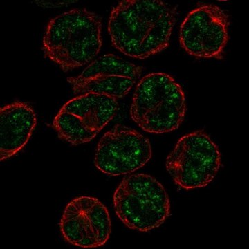 Anti-PCP2 antibody produced in rabbit Prestige Antibodies&#174; Powered by Atlas Antibodies, affinity isolated antibody