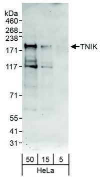 Rabbit anti-TNIK Antibody, Affinity Purified Powered by Bethyl Laboratories, Inc.