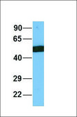 Anti-SLC39A6 antibody produced in rabbit IgG fraction of antiserum