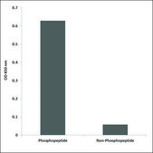 Anti-phospho-Trk B (pTyr515) antibody produced in rabbit affinity isolated antibody