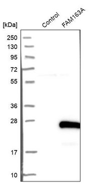 Anti-FAM163A antibody produced in rabbit Prestige Antibodies&#174; Powered by Atlas Antibodies, affinity isolated antibody, buffered aqueous glycerol solution