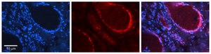 Anti-SQSTM1 antibody produced in rabbit affinity isolated antibody