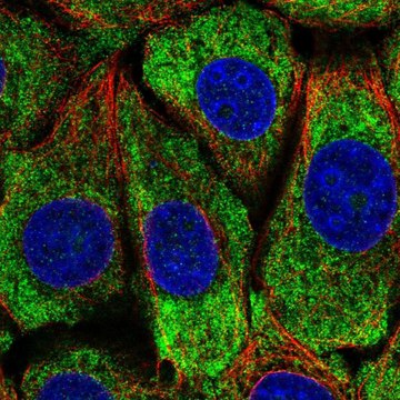 Anti-PCBP4 antibody produced in rabbit Prestige Antibodies&#174; Powered by Atlas Antibodies, affinity isolated antibody