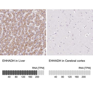 Anti-EHHADH antibody produced in rabbit Prestige Antibodies&#174; Powered by Atlas Antibodies, affinity isolated antibody, buffered aqueous glycerol solution
