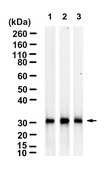 Anti-C1QBP Antibody, clone 3D2 ZooMAb&#174; Rabbit Monoclonal recombinant, expressed in HEK 293 cells