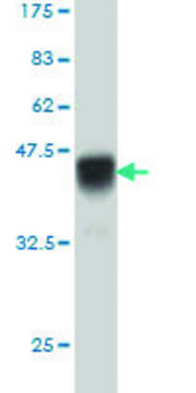 Monoclonal Anti-IL15RA antibody produced in mouse clone 1C5, purified immunoglobulin, buffered aqueous solution