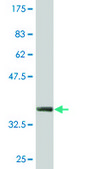 Monoclonal Anti-ZNF435 antibody produced in mouse clone 4A9, purified immunoglobulin, buffered aqueous solution