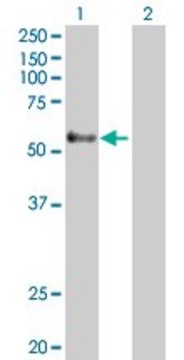 Anti-GPR56 antibody produced in rabbit purified immunoglobulin, buffered aqueous solution