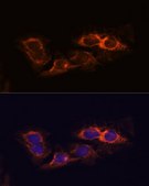 Anti-RIP3 antibody produced in rabbit