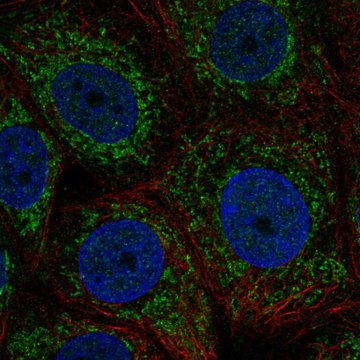 Anti-ZNHIT3 antibody produced in rabbit Prestige Antibodies&#174; Powered by Atlas Antibodies, affinity isolated antibody