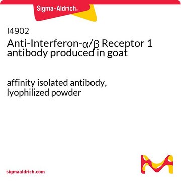 Anti-Interferon-&#945;/&#946; Receptor 1 antibody produced in goat affinity isolated antibody, lyophilized powder