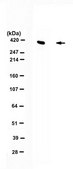 Anti-Huntingtin from rabbit, purified by affinity chromatography