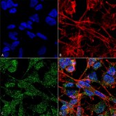 Monoclonal Anti-Vglut1 - RPE antibody produced in mouse clone S28-9, purified immunoglobulin