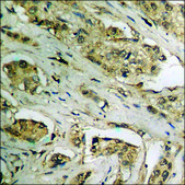 Anti-phospho-JAK2 (pTyr931) antibody produced in rabbit affinity isolated antibody