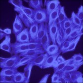 Anti-Rabbit IgG (H+L), highly cross-adsorbed, CF&#8482; 350 antibody produced in goat ~2&#160;mg/mL, affinity isolated antibody