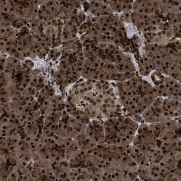 Anti-WIZ antibody produced in rabbit Prestige Antibodies&#174; Powered by Atlas Antibodies, affinity isolated antibody, buffered aqueous glycerol solution