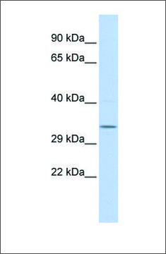Anti-NMRAL1 antibody produced in rabbit affinity isolated antibody