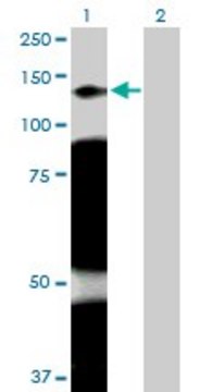 Anti-ARHGAP4 antibody produced in rabbit purified immunoglobulin, buffered aqueous solution