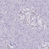 Anti-RALYL antibody produced in rabbit Prestige Antibodies&#174; Powered by Atlas Antibodies, affinity isolated antibody, buffered aqueous glycerol solution