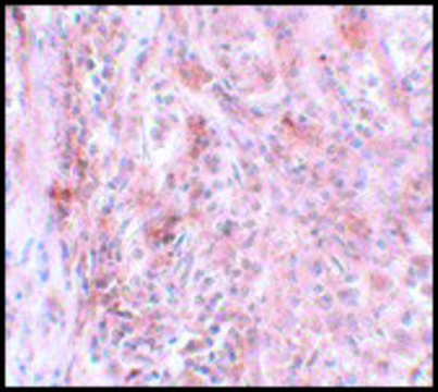 Anti-BCAS2 antibody produced in rabbit affinity isolated antibody, buffered aqueous solution