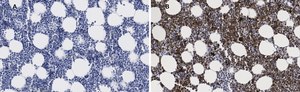 Anti-Iba1/AIF1 Antibody, clone 16B14, ZooMAb&#174; Rabbit Monoclonal recombinant, expressed in HEK 293 cells