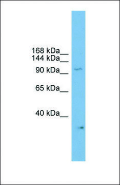 Anti-NPAS2, (C-terminal) antibody produced in rabbit affinity isolated antibody