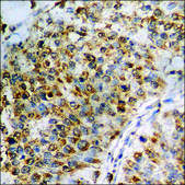 Anti-phospho-STAT3 (pSer727) antibody produced in rabbit affinity isolated antibody