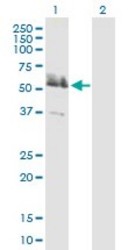 Anti-LRRFIP2 antibody produced in mouse purified immunoglobulin, buffered aqueous solution